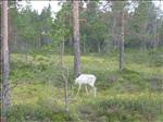 Sweden 2006-07 034
